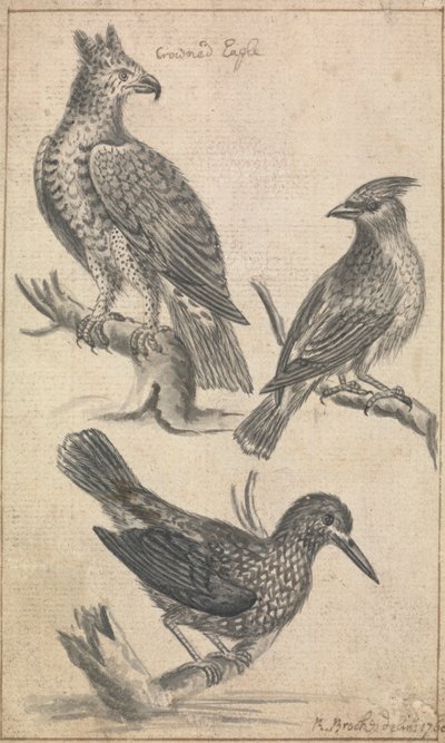 カンムリワシと 2 羽の鳥 作： Richard Brookes