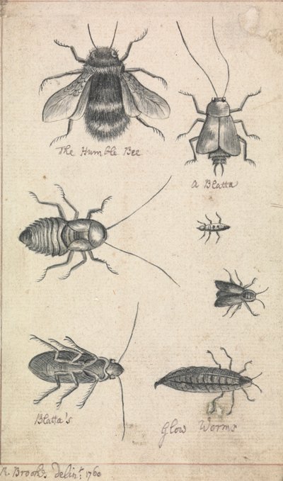 謙虚な蜂と昆虫 作： Richard Brookes