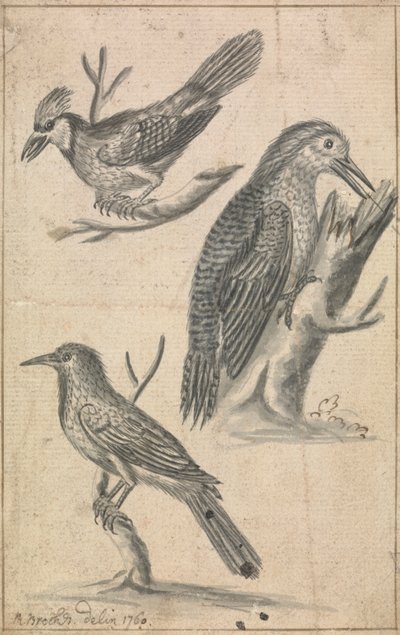 キツツキと二羽の鳥 作： Richard Brookes
