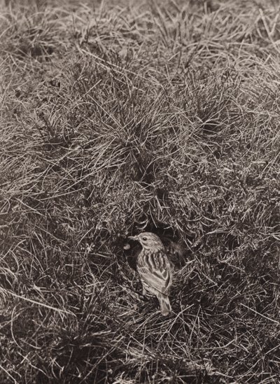 メドウ ピピット (白黒写真) 作： Richard and Cherry Kearton