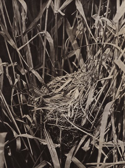巣の上のセグロセッカ（モノクロ写真） 作： Richard and Cherry Kearton