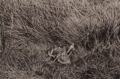 若いシギ (b/w 写真) 作： Richard and Cherry Kearton
