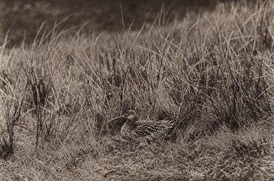 巣のカール (b/w 写真) 作： Richard and Cherry Kearton