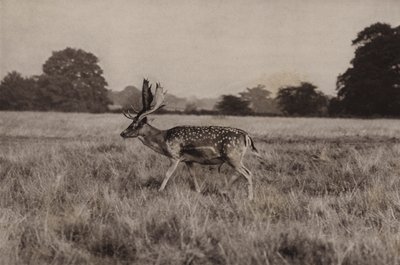 ダマジカ (白黒写真) 作： Richard and Cherry Kearton