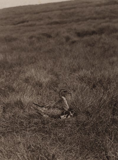 ヒナを覆う金千鳥（白黒写真） 作： Richard and Cherry Kearton