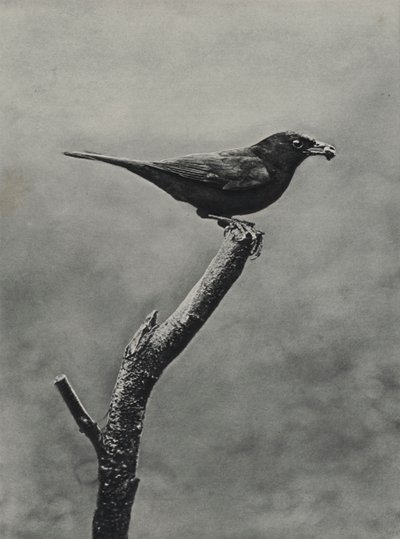 若いクロウタドリのオス (b/w 写真) 作： Richard and Cherry Kearton