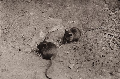 夕食時のネズミ (白黒写真) 作： Richard and Cherry Kearton