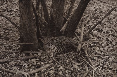 キジの巣 (白黒写真) 作： Richard and Cherry Kearton