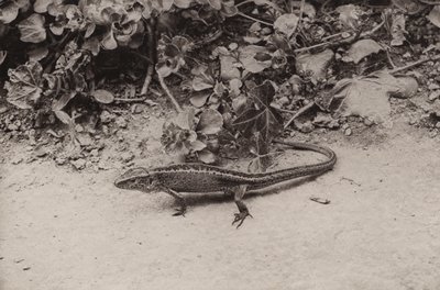 砂トカゲ (白黒写真) 作： Richard and Cherry Kearton