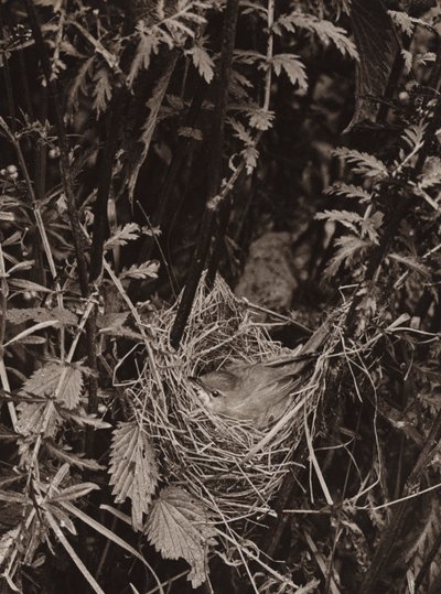 ウグイス (白黒写真) 作： Richard and Cherry Kearton
