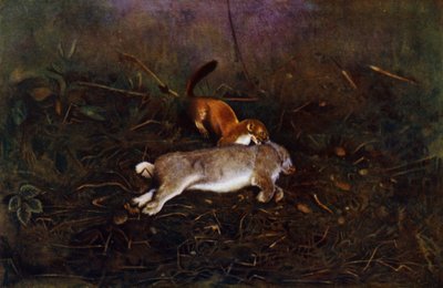 オコジョ（写真） 作： Richard and Cherry Kearton