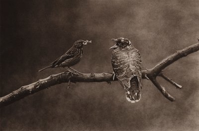 若いカッコウに餌をやる木のピピット (白黒写真) 作： Richard and Cherry Kearton