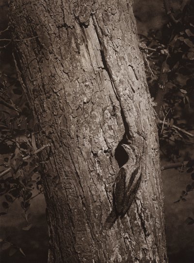 巣穴のしわくちゃ（白黒写真） 作： Richard and Cherry Kearton