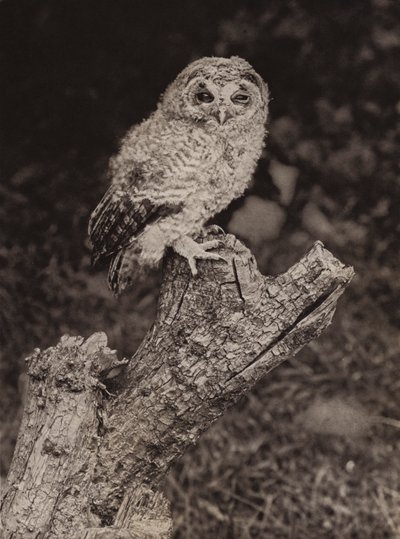 若い茶色のフクロウ (白黒写真) 作： Richard and Cherry Kearton