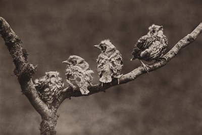 若いミッセルツグミ (b/w 写真) 作： Richard and Cherry Kearton