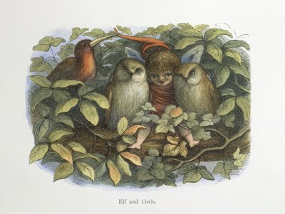 エルフとフクロウ 作： Richard Doyle