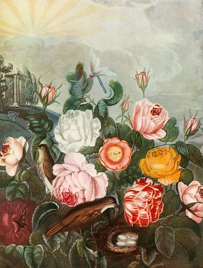 バラ、c1805、1948。 作： Richard Earlom
