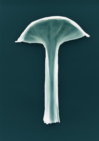 Nimetön, 2003 作： Richard Green