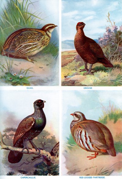ハームズワース自然史からの狩猟鳥、1910年1911年から1912年。 作： Richard Lydekker