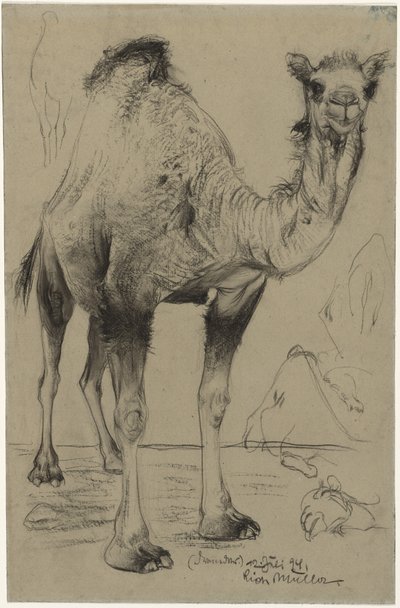 ヒトコブラクダ、1894年。 作： Richard Muller