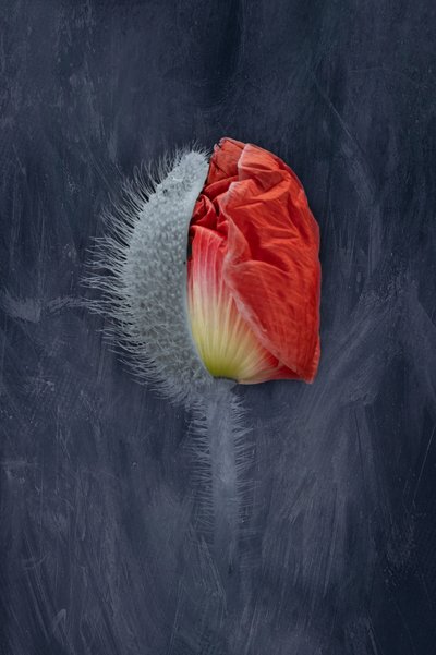  作： Richard Urbanski