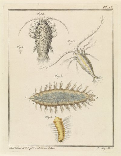 瑪瑙等脚類、カイアシ類、毛虫 作： Robbert Muys