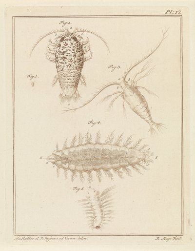 瑪瑙等脚類、カイアシ類、毛虫 作： Robbert Muys