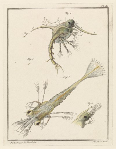 海岸のカニの幼生の 2 つの発達段階 作： Robbert Muys