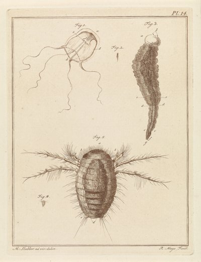 さまざまな海の生き物 作： Robbert Muys