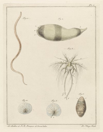 さまざまな海の生き物 作： Robbert Muys