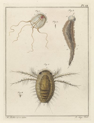 さまざまな海の生き物 作： Robbert Muys