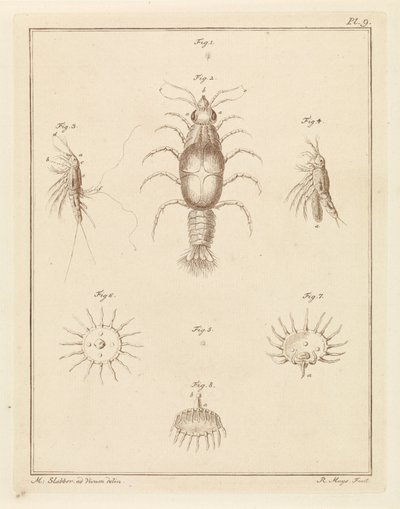 さまざまな海の生き物 作： Robbert Muys