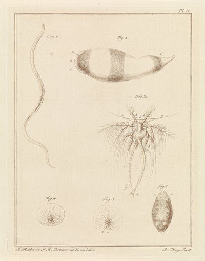 さまざまな海の生き物 作： Robbert Muys