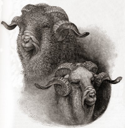 1884年に発行されたThe Century Illustrated Monthly Magazineの、刈り取り前後のメリノラムの頭の比較 作： Robert Antoine Muller