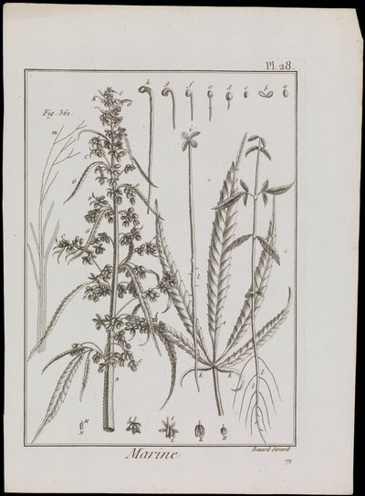 花の海洋図 1810年頃 （エングレーヴィング、エッチング） 作： Robert Benard