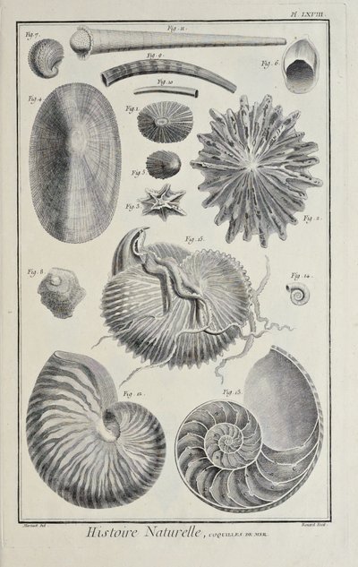 海の貝殻（Denis Diderot著「科学、自由芸術、機械芸術に関する図版集（その解説付き）」より 作： Robert Benard