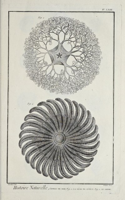海の星（Denis Diderot著「科学、自由芸術、機械芸術に関する図版集（その解説付き）」より 作： Robert Benard