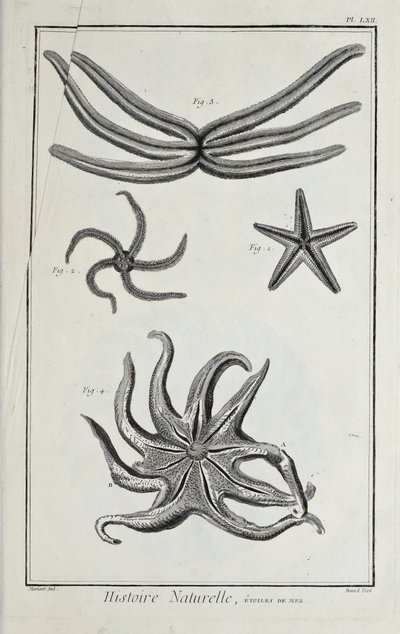 海の星（Denis Diderot著「科学、自由芸術、機械芸術に関する図版集（その解説付き）」より 作： Robert Benard