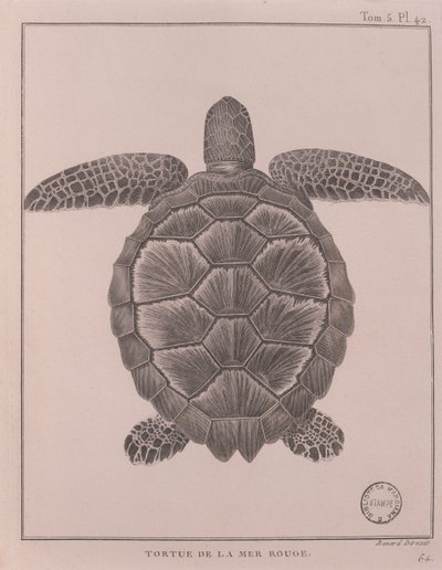 紅海の亀、ジェームズ・ブルース著「Travels to Discover the Source of Nile, in year 1708 to 1773」の挿絵、パリ 作： Robert Benard