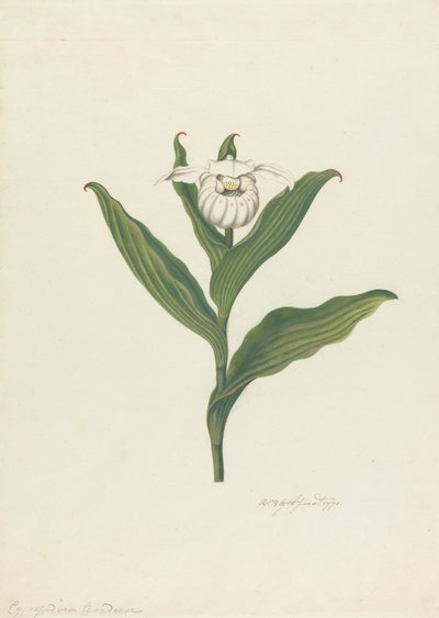レディーススリッパ（Cypripedium Canadense、Calceolus Maria） 作： Robert Blyth