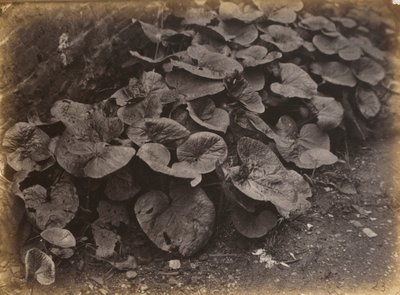 植物調査、1860年代（写真） 作： ロバート・バローズ