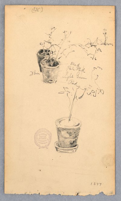 デッサン、植木鉢、1877年 作： ロバートフレデリックブルーム