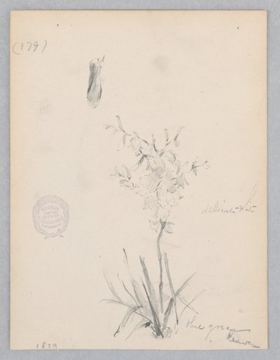 顕花植物 作： Robert Frederick Blum
