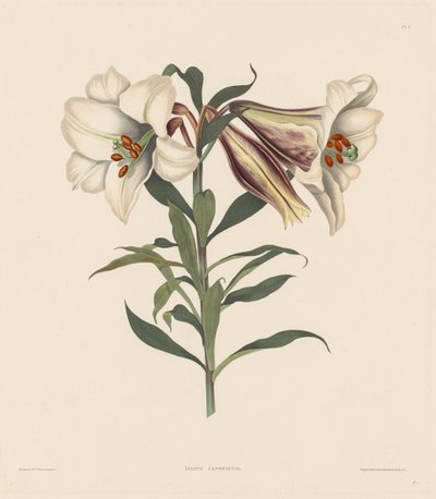 ヒガンバナ科の自然秩序に属する、十六代の植物の選択...、1831-1832 作： Robert Havell