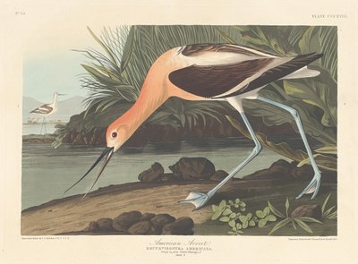 アメリカン・アボセット、1836年。 作： Robert Havell