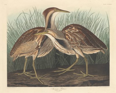 アメリカのにがり、1836年。 作： Robert Havell