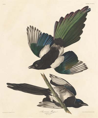 アメリカカササギ、1837 年。 作： Robert Havell