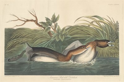 アメリカン・ピエ・ビル・ドブチック、1835年。 作： Robert Havell