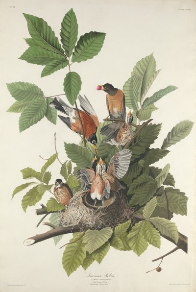 アメリカのロビン、1832年。 作： Robert Havell
