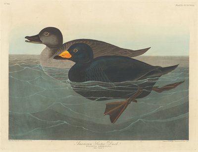 アメリカン・スコター・ダック、1838年。 作： Robert Havell